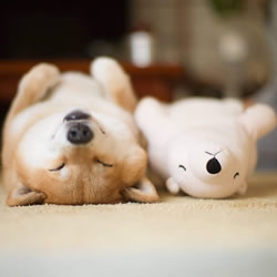 秋田犬跟它的白熊好朋友 同样睡姿太可爱了！