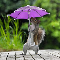 躲雨松鼠的撑伞萌照 带给你一整天的好心情
