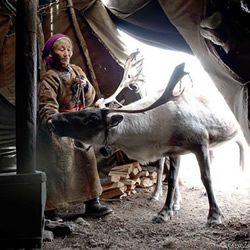 蒙古游牧民族杜科哈 靠驯鹿提供生活的一切