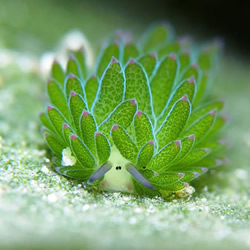 最萌生物！宛如小绵羊的藻类海蛞蝓