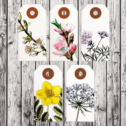 复古风花卉图案标签 简约分隔卡片设计图片