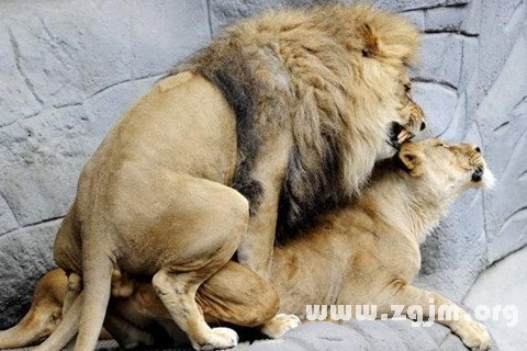 梦见与狮子相遇