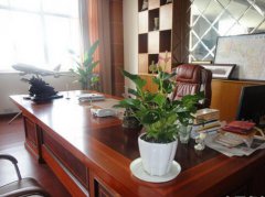 办公室植物摆放风水知识 办公室摆放什么植物好