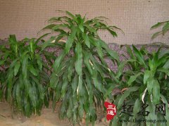 巴西铁树的养殖方法和注意事项 客厅中如何摆放巴西铁树风水好