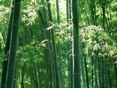 家里种竹子的风水作用和禁忌