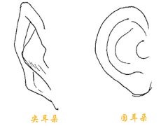 普贤居课堂之耳朵：尖耳朵的面相图解