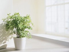 普贤居讲堂之植物摆放:2017年风水财位适合摆什么植物