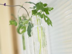 普贤居讲堂之植物摆放:客厅植物摆放的风水讲究