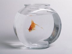 普贤居讲堂之养鱼风水:鱼缸摆放的风水禁忌