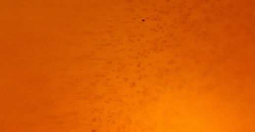 高倍显微镜下南红玛瑙与普通红玉髓的区别