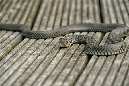 蛇爬在家门口预示什么？