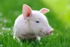 【生肖运程】属猪2022运势及运程详解 属猪人2022年全年每月运势