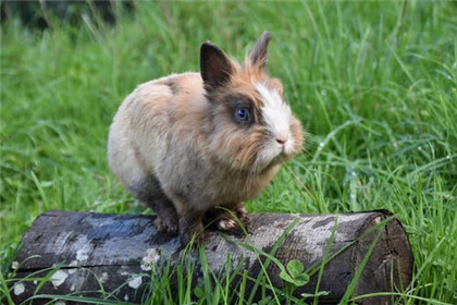 女兔几月出生最好命 生肖兔有什么特点