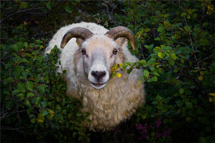 十月生属羊人的运势如何 属羊几月生好