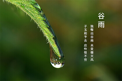 沧州谷雨节气吃什么 谷雨为什么要喝茶
