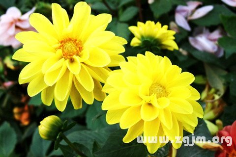 梦见黄色花朵