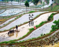 2017年芒种是几月几号