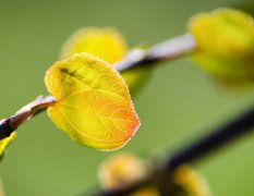 面相解析眼睛百态（下）