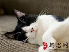 家里猫死了是什么征兆