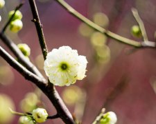 最流行的相术技法大全《神相全编》之女子百相