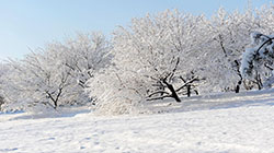 大雪的民间风俗有哪些 从古至今的习俗