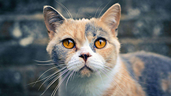 猫到底是招财还是来灾 风水格局来判断