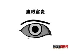 玉天玑面相之眼型：鹰眼面相图解