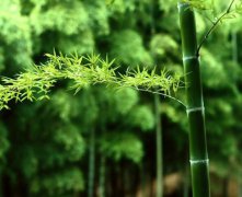 玉天玑风水之植物摆放:夏威夷竹子的摆放风水方位