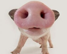 玉天玑风水之家居风水:猪惊骨在猪头的哪个位置