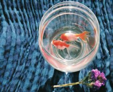 玉天玑风水之养鱼风水:鱼缸里的鱼死了有什么预兆