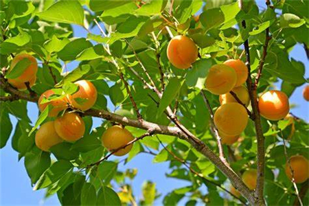 杏树栽在哪个位置好？
