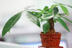 【民俗】家里摆放什么植物招财又旺宅