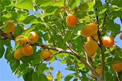 【民俗】 院子里种杏树好吗？杏树栽在哪个位置好？